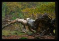 /album/krajiny/cernava-iii-jpg/